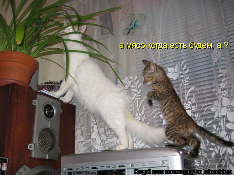 а мясо когда есть будем, а ?... Котоматрица: а мясо когда есть будем, а ?