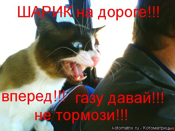 ШАРИК на дороге!!! вперед!!! газу давай!!! не тормози!!!... Котоматрица: ШАРИК на дороге!!! вперед!!! газу давай!!! не тормози!!!