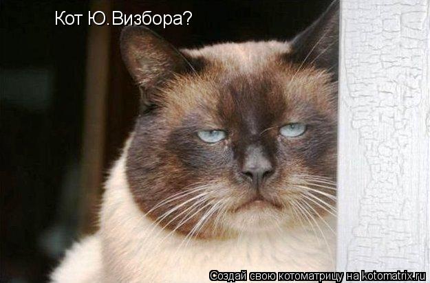 Котоматрица: Кот Ю.Визбора?