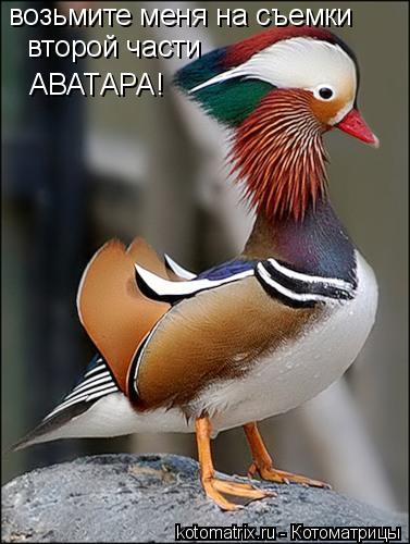 Котоматрица: второй части АВАТАРА! возьмите меня на съемки