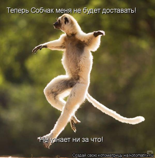Котоматрица: Теперь Собчак меня не будет доставать! Не узнает ни за что!