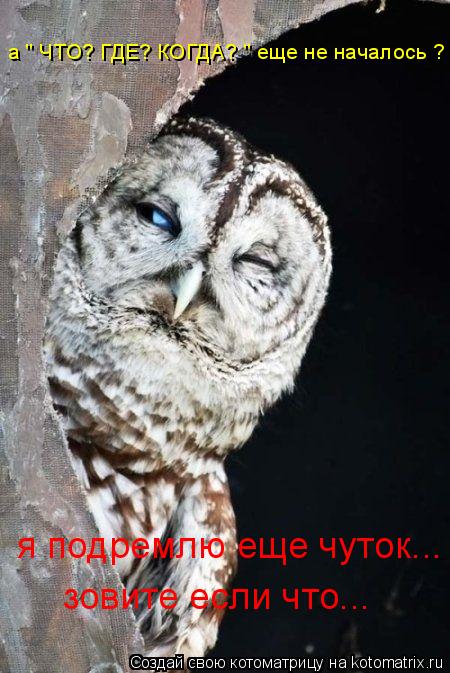 Котоматрица: а " ЧТО? ГДЕ? КОГДА? " еще не началось ? я подремлю еще чуток... зовите если что...