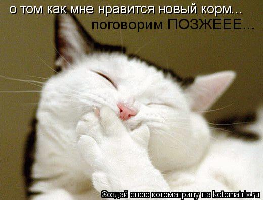 Котоматрица: о том как мне нравится новый корм... поговорим ПОЗЖЕЕЕ...
