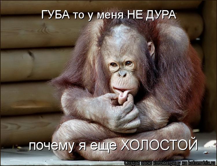 Котоматрица: ГУБА то у меня НЕ ДУРА почему я еще ХОЛОСТОЙ