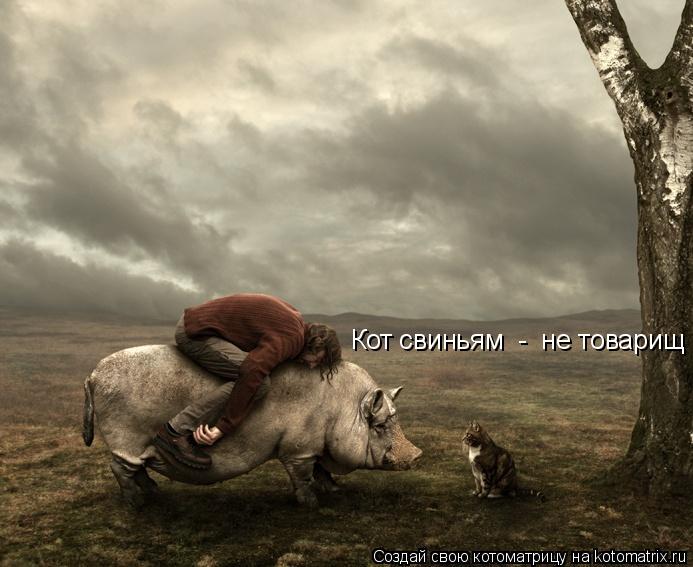 Котоматрица: Кот свиньям  -  не товарищ