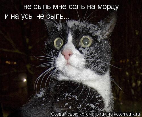 не сыпь мне соль на морду и на усы не сыпь...... Котоматрица: не сыпь мне соль на морду и на усы не сыпь...
