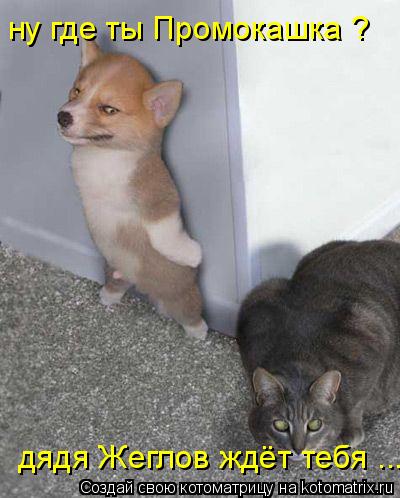 Котоматрица: ну где ты Промокашка ? дядя Жeглов ждёт тебя ...