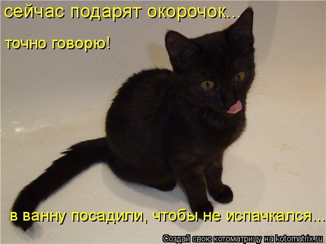 Котоматрица: точно говорю! сейчас подарят окорочок... в ванну посадили, чтобы не испачкался...