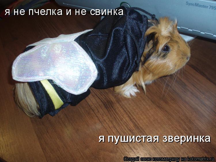 Котоматрица: я не пчелка и не свинка я пушистая зверинка