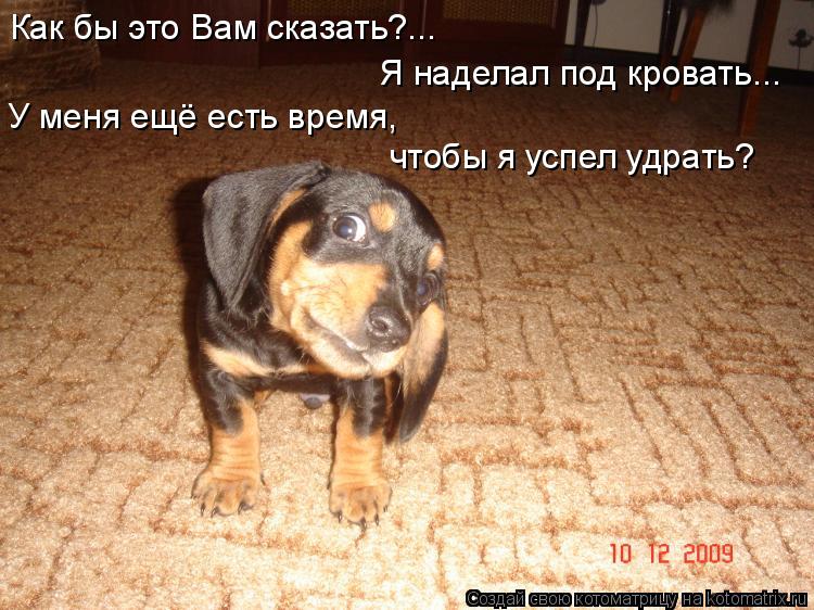 Котоматрица: Как бы это Вам сказать?... Я наделал под кровать... У меня ещё есть время, чтобы я успел удрать?