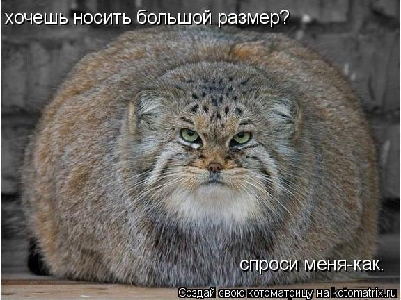 хочешь носить большой размер? спроси меня-как.... Котоматрица: хочешь носить большой размер? спроси меня-как.