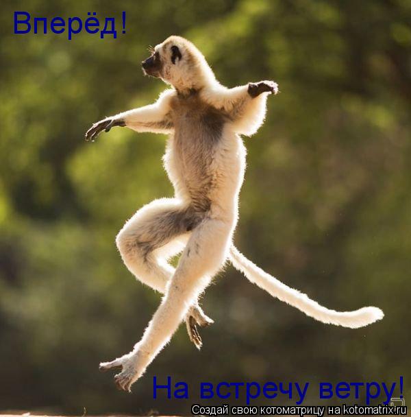 Котоматрица: Вперёд! На встречу ветру!
