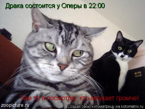 Котоматрица: Драка состоится у Оперы в 22:00 Там то я посмотрю, кто мяукает громче!