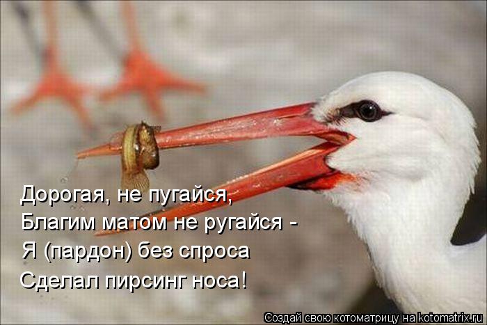 Дорогая, не пугайся, Благим матом не ругайся - Я (пардон) без спроса Сделал пирсинг носа!... Котоматрица: Дорогая, не пугайся, Благим матом не ругайся - Я (пардон) без спроса Сделал пирсинг носа!