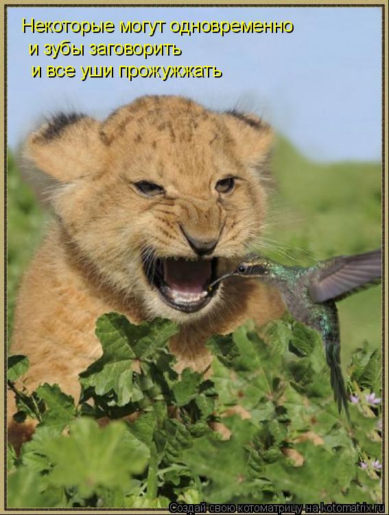 Котоматрица: Некоторые могут одновременно и зубы заговорить и все уши прожужжать