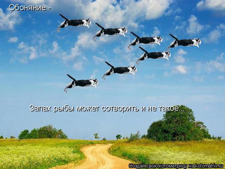 Обоняние - Запах рыбы может сотворить и не такое...... Котоматрица: Обоняние - Запах рыбы может сотворить и не такое...