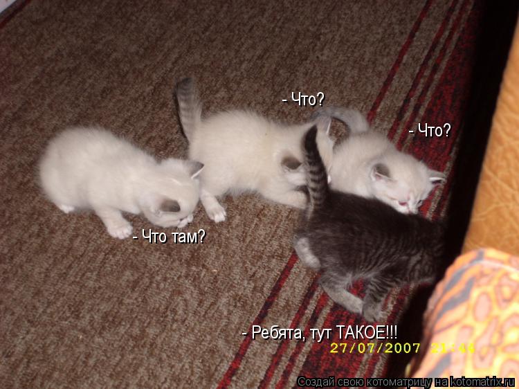 - Ребята, тут ТАКОЕ!!! - Что? - Что? - Что там?... Котоматрица: - Ребята, тут ТАКОЕ!!! - Что? - Что? - Что там?