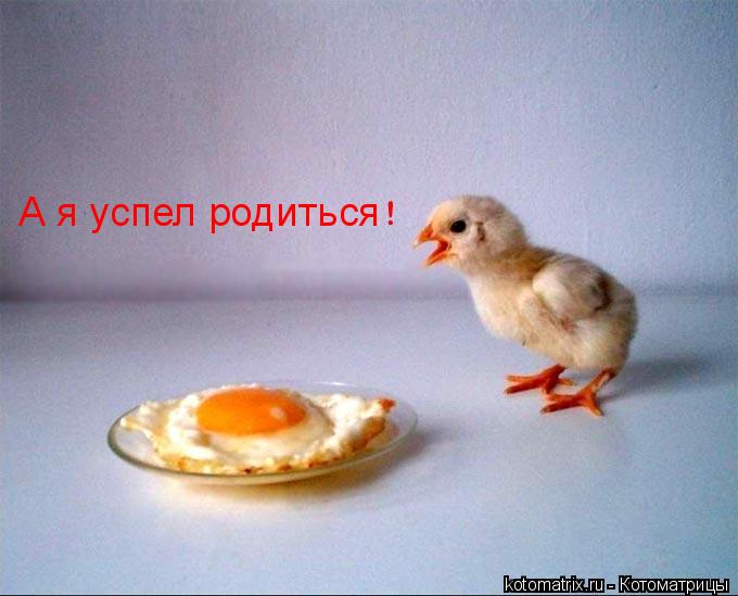 А я успел родиться... Котоматрица: А я успел родиться