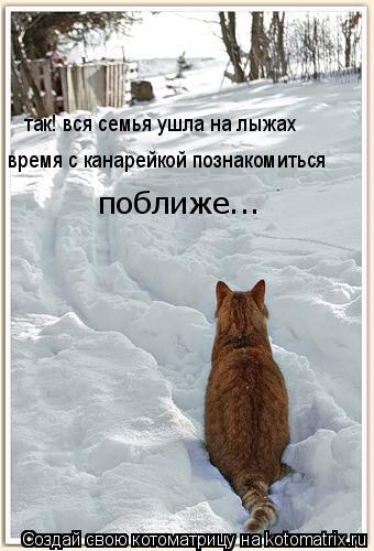 Котоматрица: так! вся семья ушла на лыжах время с канарейкой познакомиться  поближе...
