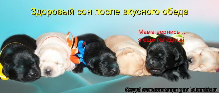 Котоматрица: Мама вернись... я еще голодный Здоровый сон после вкусного обеда