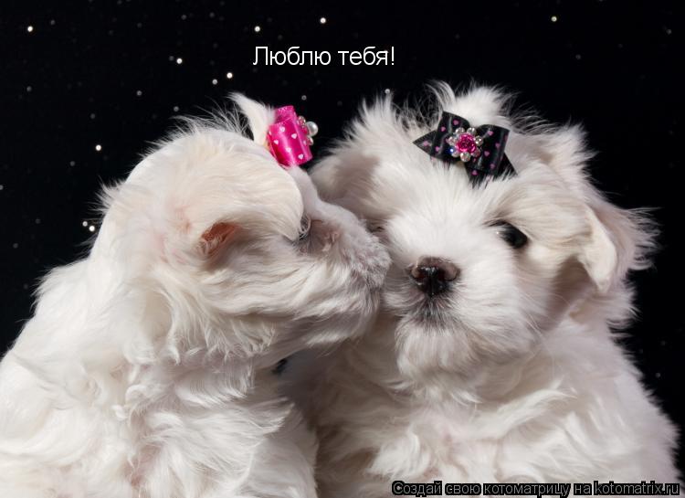 Котоматрица: Люблю тебя!