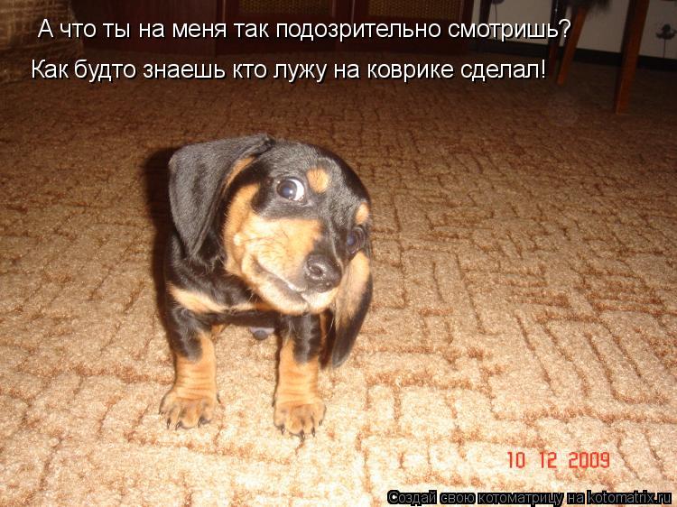 Котоматрица: А что ты на меня так подозрительно смотришь? Как будто знаешь кто лужу на коврике сделал!