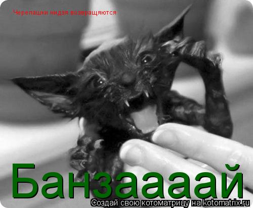 Котоматрица: Банзаааай Черепашки нидзя возвращяются
