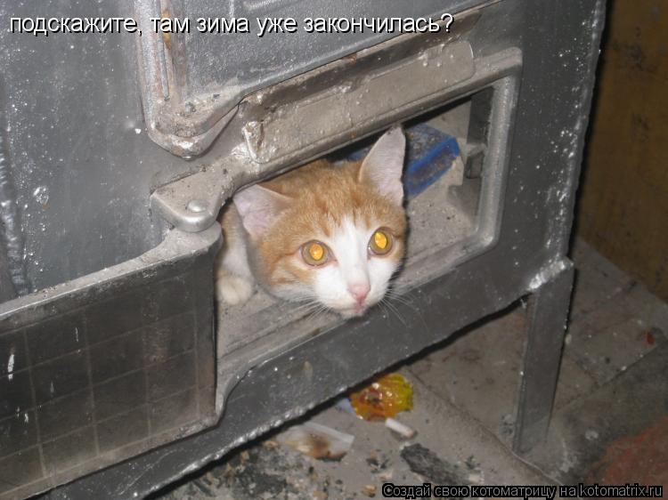 Котоматрица: подскажите, там зима уже закончилась?