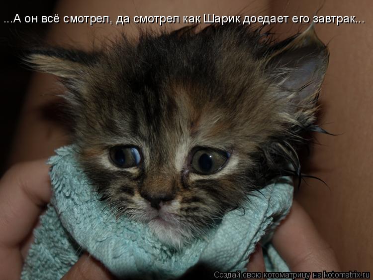 ...А он всё смотрел, да смотрел как Шарик доедает его завтрак...... Котоматрица: ...А он всё смотрел, да смотрел как Шарик доедает его завтрак...