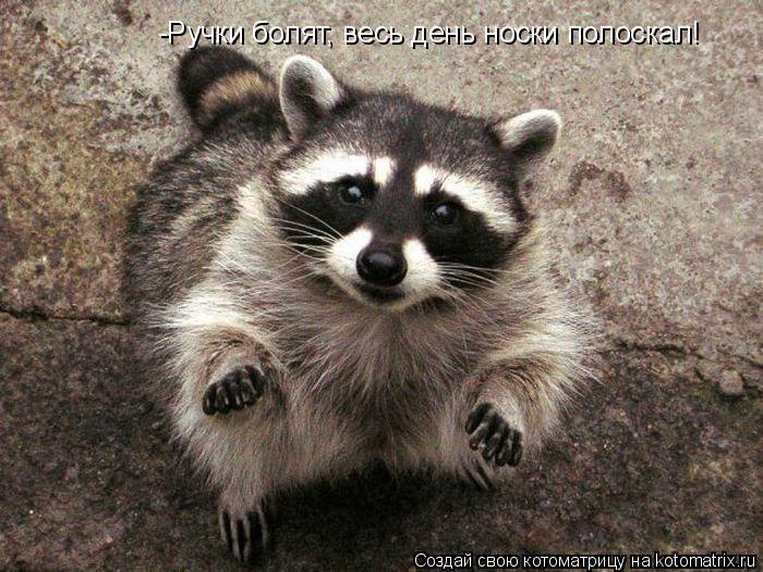 -Ручки болят, весь день носки полоскал!... Котоматрица: -Ручки болят, весь день носки полоскал!
