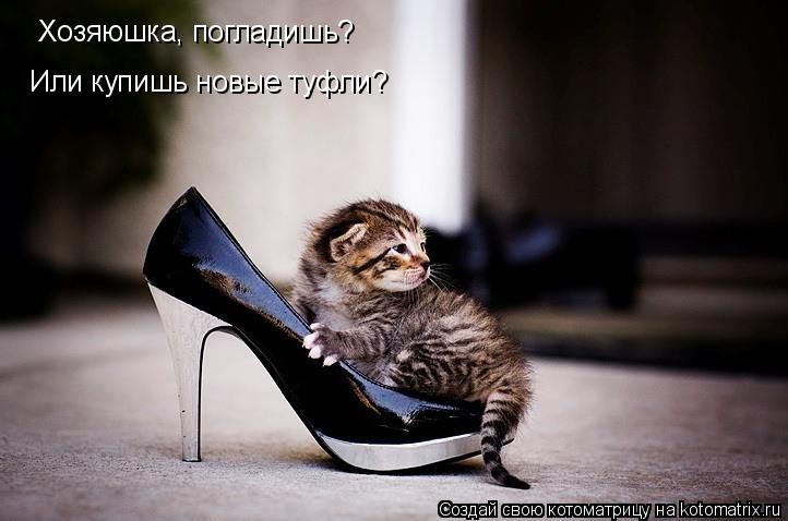 Котоматрица: Хозяюшка, погладишь? Или купишь новые туфли?
