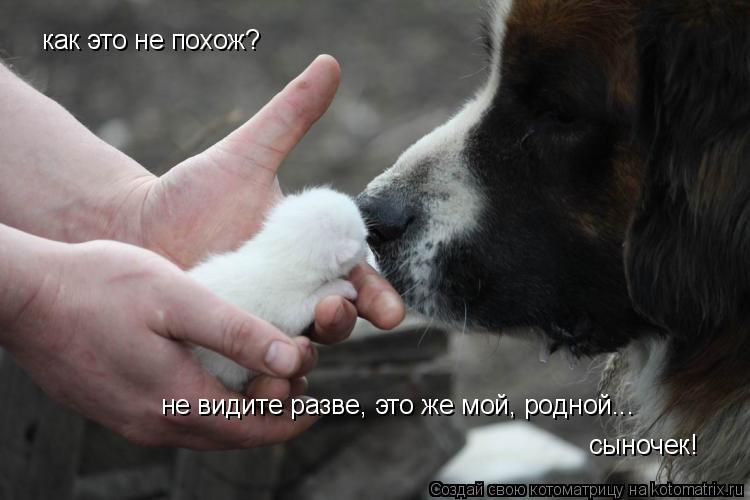 Котоматрица: как это не похож? не видите разве, это же мой, родной... сыночек!
