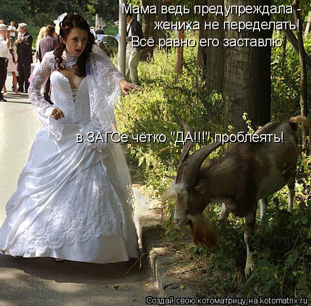 Мама ведь предупреждала - жениха не переделать! Всё равно его заставлю в ЗАГСе чётко "ДА!!!" пробл... Котоматрица: Мама ведь предупреждала - жениха не переделать! Всё равно его заставлю в ЗАГСе чётко "ДА!!!" проблеять!