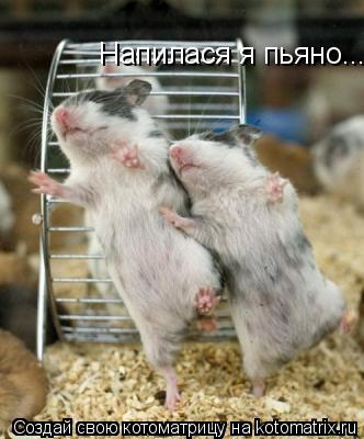 Котоматрица: Напилася я пьяно...