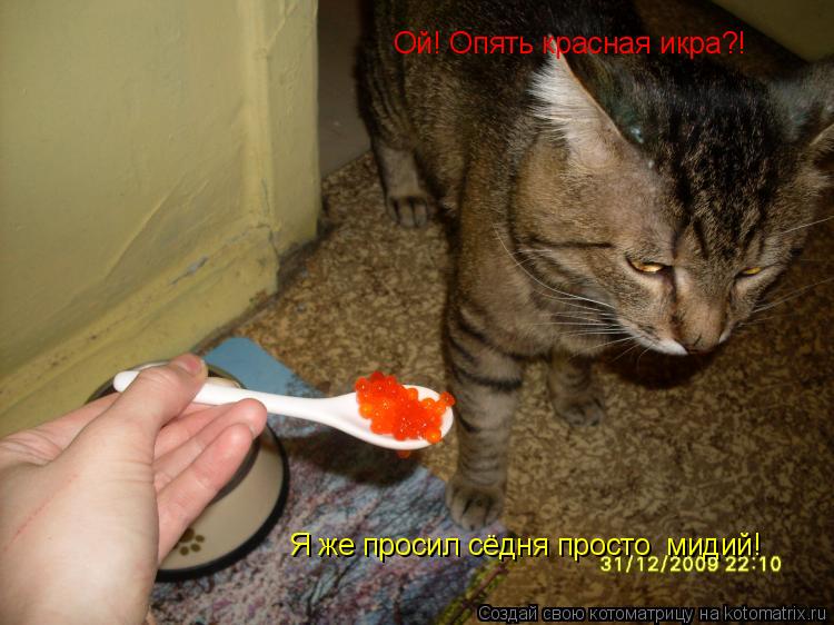 Котоматрица: Ой! Опять красная икра?! Я же просил сёдня просто  мидий!