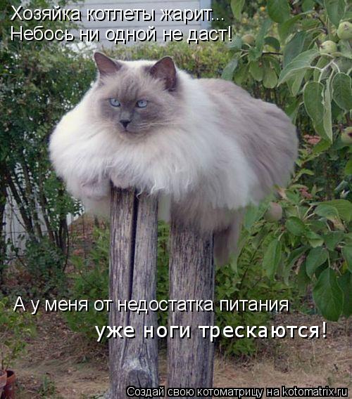 Хозяйка котлеты жарит... Небось ни одной не даст! А у меня от недостатка питания уже ноги трескаются!... Котоматрица: Хозяйка котлеты жарит... Небось ни одной не даст! А у меня от недостатка питания уже ноги трескаются!