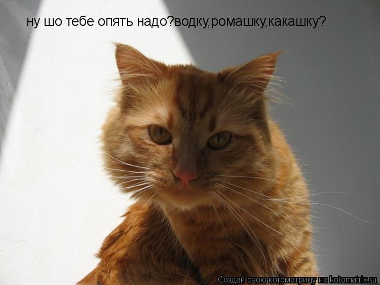 Котоматрица: ну шо тебе опять надо?водку,ромашку,какашку?
