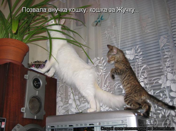 Котоматрица: Позвала внучка кошку: кошка за Жучку...