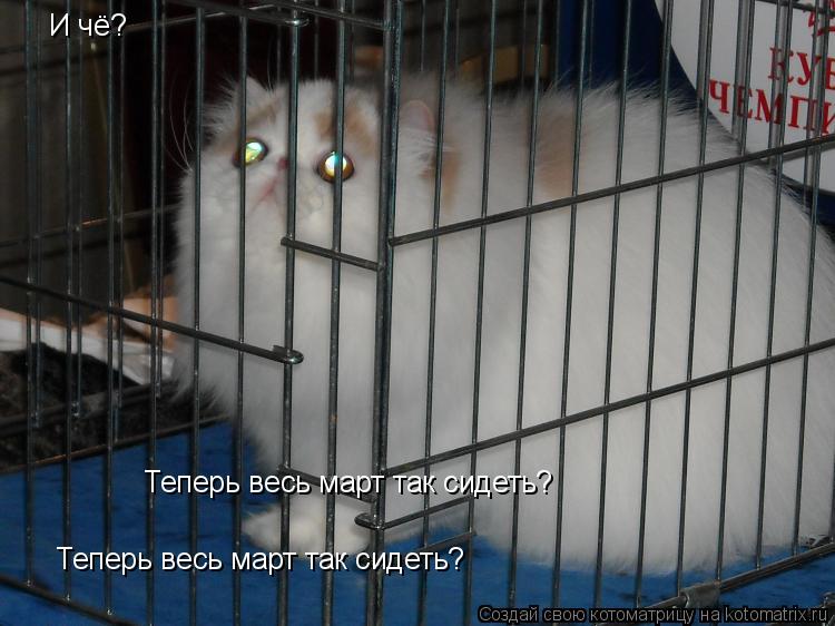 Котоматрица: И чё?  Теперь весь март так сидеть?  Теперь весь март так сидеть?
