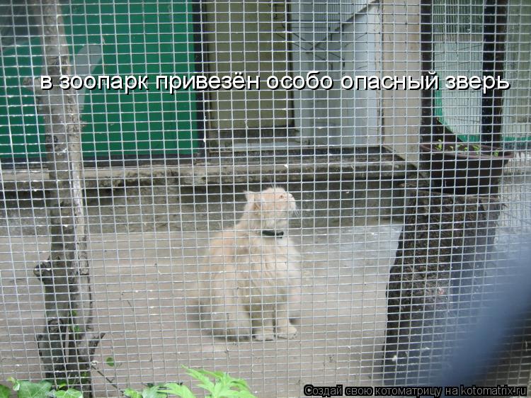 Котоматрица: в зоопарк привезён особо опасный зверь