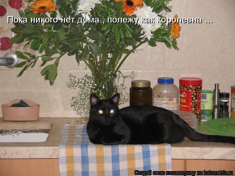 Котоматрица: Пока никого нет дома , полежу как королевна ...
