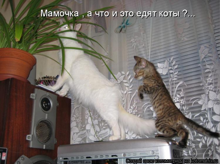 Котоматрица: Мамочка , а что и это едят коты ?...