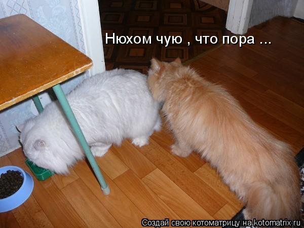 Котоматрица: Нюхом чую , что пора ...