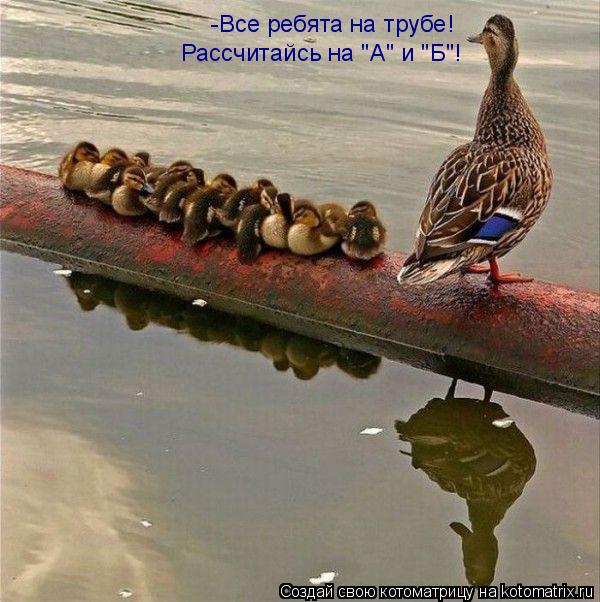Котоматрица: -Все ребята на трубе! Рассчитайсь на "А" и "Б"!