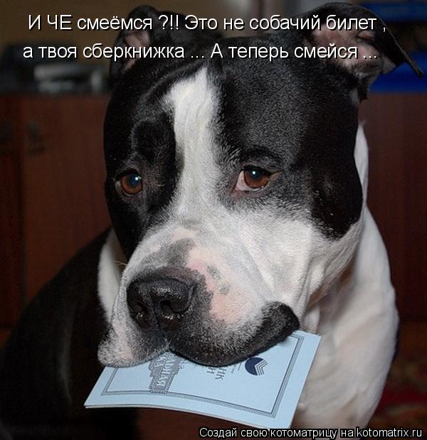 Котоматрица: И ЧЕ смеёмся ?!! Это не собачий билет ,  а твоя сберкнижка ... А теперь смейся ...