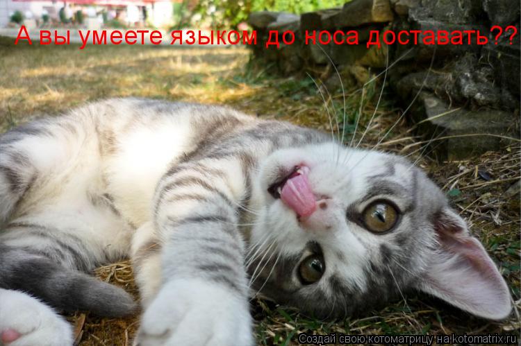 Котоматрица: А вы умеете языком до носа доставать??