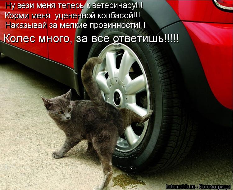 Котоматрица: Ну вези меня теперь к ветеринару!!! Корми меня  уцененной колбасой!!! Наказывай за мелкие провинности!!! Колес много, за все ответишь!!!!!