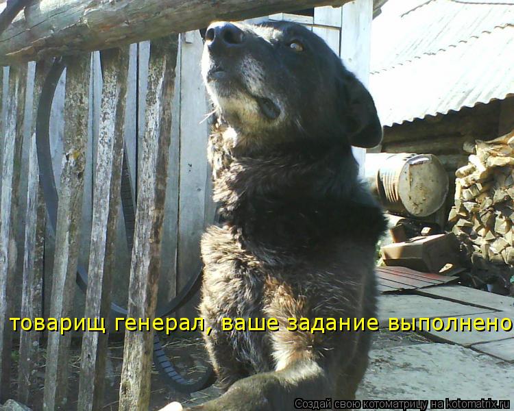 Котоматрица: товарищ генерал, ваше задание выполнено!