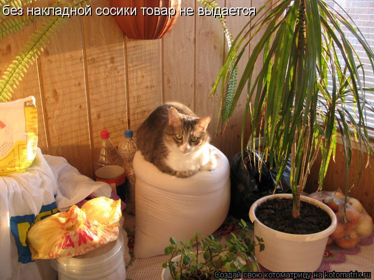 Котоматрица: без накладной сосики товар не выдается