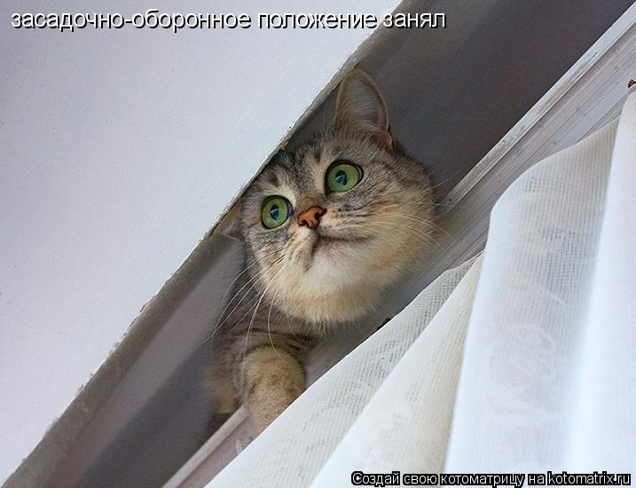 Котоматрица: засадочно-оборонное положение занял